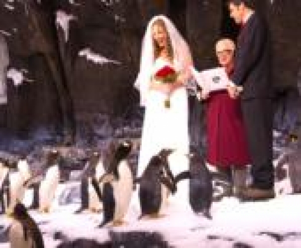 Extrém esküvők elképesztő tájakon – Így házasodj krokodilok között!