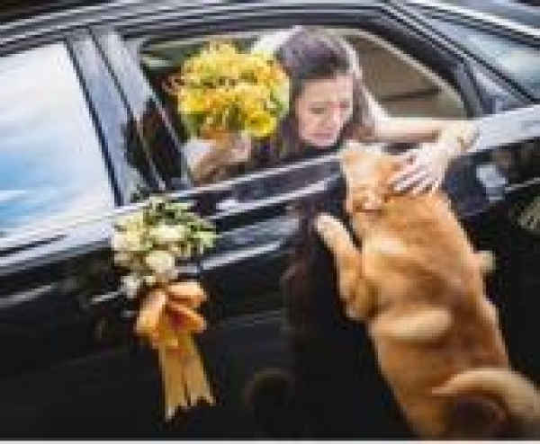 10 kutya, aki az esküvő sztárja volt – cuki fotók